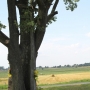 Jadeszki - 2 krzyże przydrożne w objęciach drzew