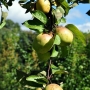 Dorodne jabłka w przydworskim sadzie.