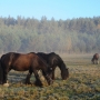 Stanica Kresowa - ośrodek jeździecki i agroturytyczny